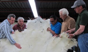Mark Downey, left, CEO of Fur Harvesters Auction Inc., with board members Cliff Meness, Pikwakanagan, Northern Superior Elder Mike Esquega; Arthur Dussault, Smooth Rock Falls and John Turner, Moose Cree First Nation examine a Polar Bear pelt that can bring up to $12,000 at auction.  The Union of Ontario Indians is a partner in the North Bay-based Fur Harvesters.                   – Photo by Maurice Switzer